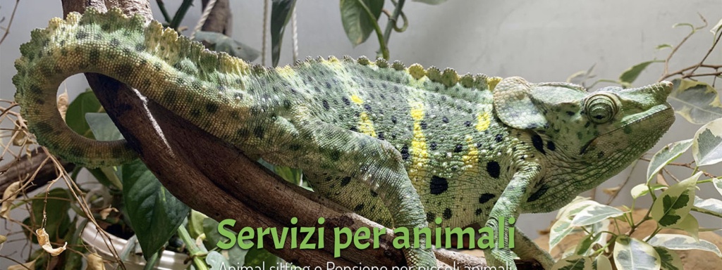 Sito Web Animali Felici