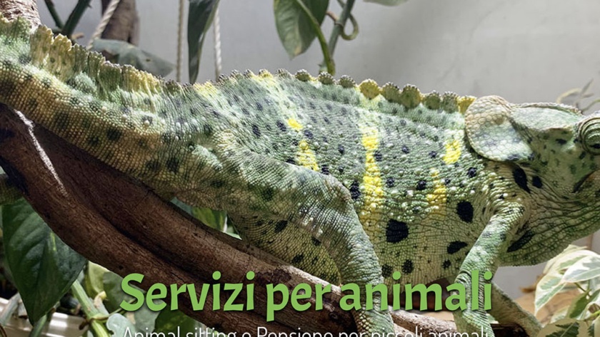 Sito Web Animali Felici